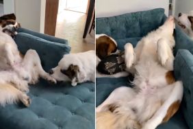 Video: Dogs Engage in Lazy Play Session While Mom's Working