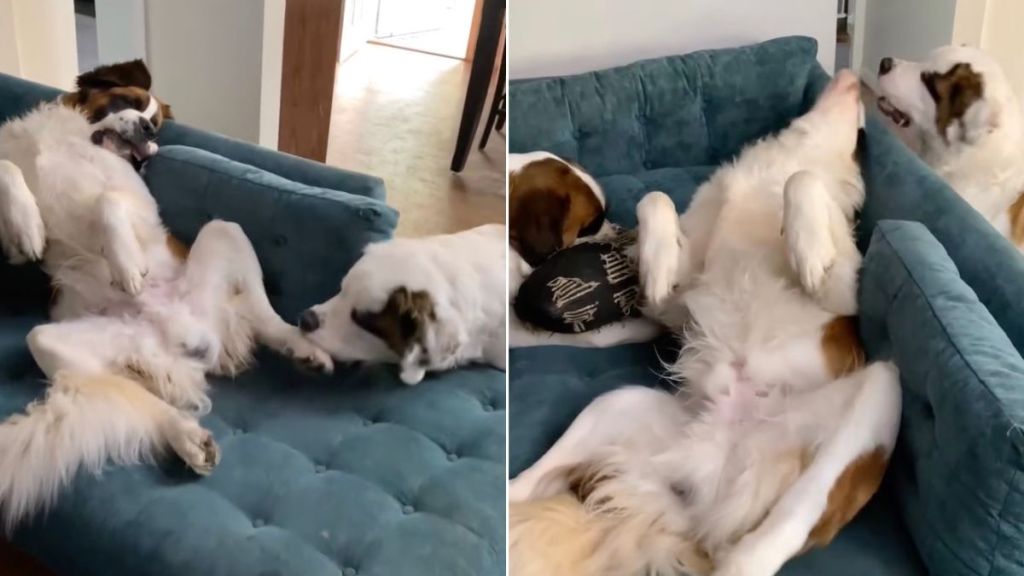 Video: Dogs Engage in Lazy Play Session While Mom's Working