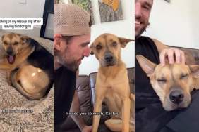 Video: Rescue Dog Has a Special Reunion With Owner Every Time He’s Out
