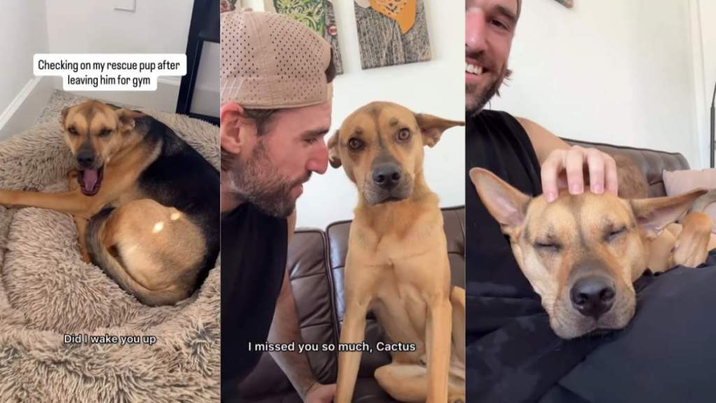 Video: Rescue Dog Has a Special Reunion With Owner Every Time He’s Out