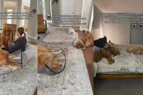 Golden Retriever Wears Cone To Support Recovering Furry Sibling