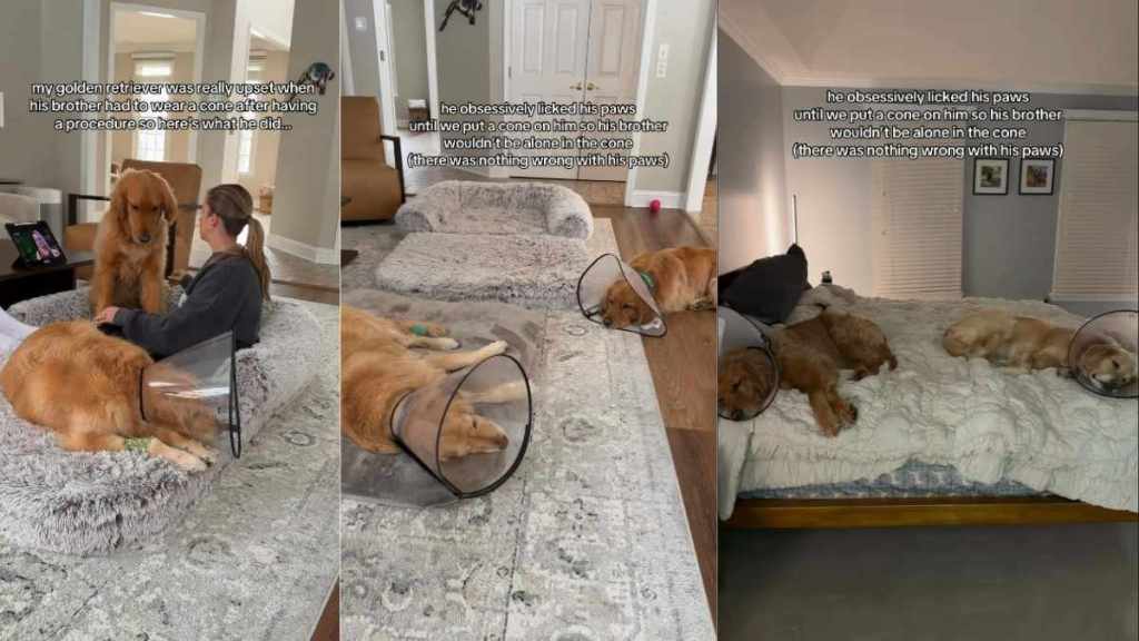 Golden Retriever Wears Cone To Support Recovering Furry Sibling