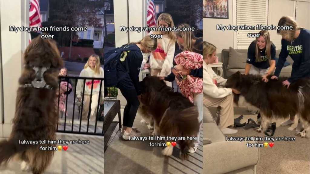 Big Dog Does This When Owner's Friends Come Over in Adorable Video