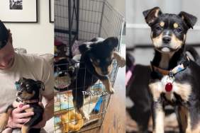 Video: 'Abandoned' Foster Puppy Is a Qualified 'Escape Artist'