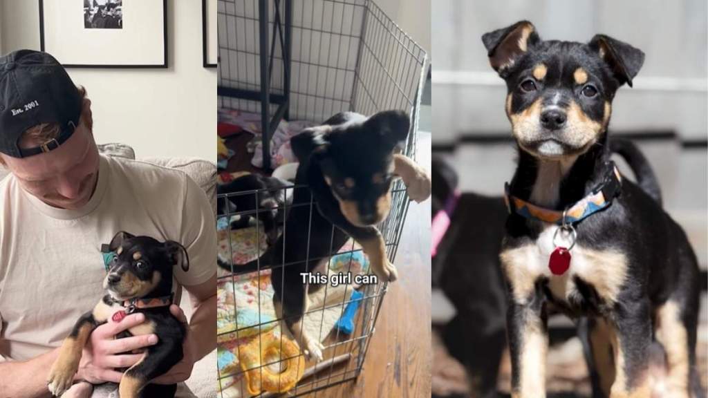 Video: 'Abandoned' Foster Puppy Is a Qualified 'Escape Artist'