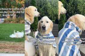 Video: Dog Faces Cute Consequences for Rolling in Grass