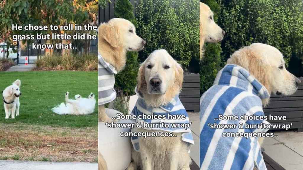 Video: Dog Faces Cute Consequences for Rolling in Grass