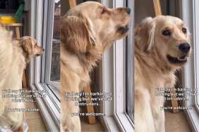 Video: Golden Retriever Is Perfect Home ‘Security System’