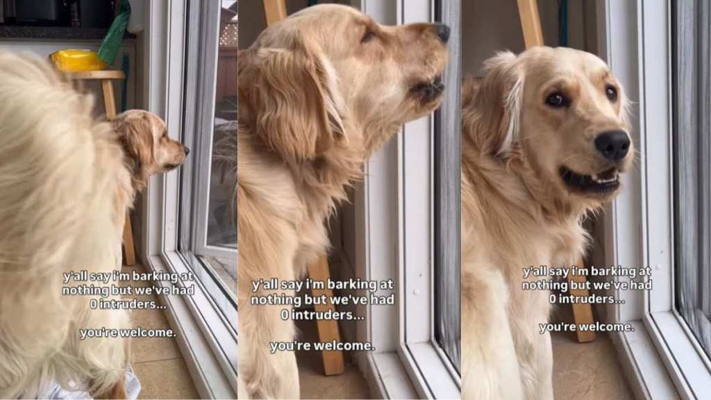 Video: Golden Retriever Is Perfect Home ‘Security System’