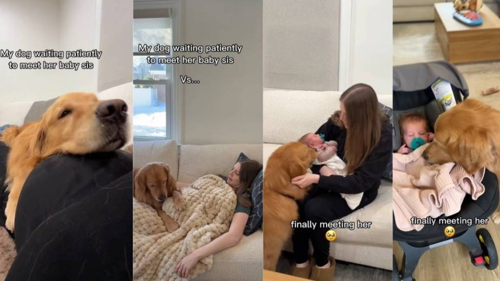 Video: Dog Finally Meets Baby Sister After Waiting for Months