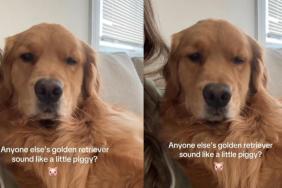 Video: Golden Retriever Makes Cute ‘Little Piggy’ Sounds