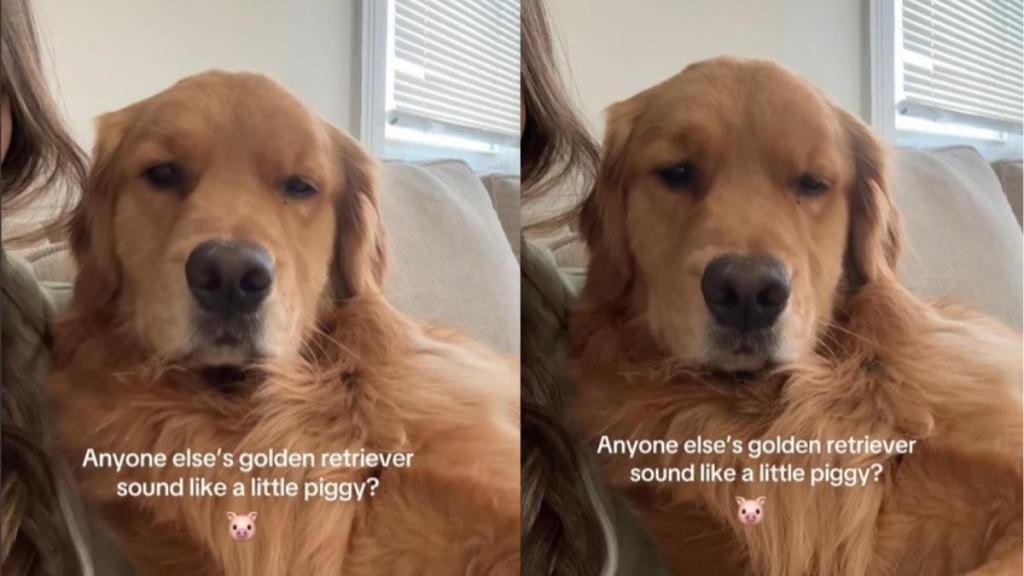 Video: Golden Retriever Makes Cute ‘Little Piggy’ Sounds