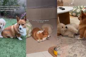Corgi & Puppy Adorably Co-Exist Despite Different Energies