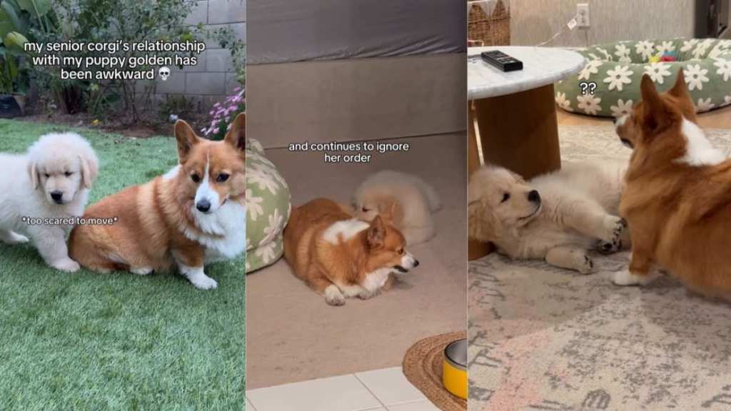 Corgi & Puppy Adorably Co-Exist Despite Different Energies