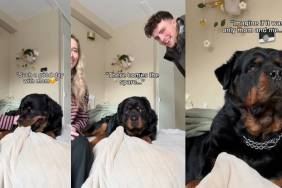 Video: Dog’s Face Changes After Dad Joins Him & Mom