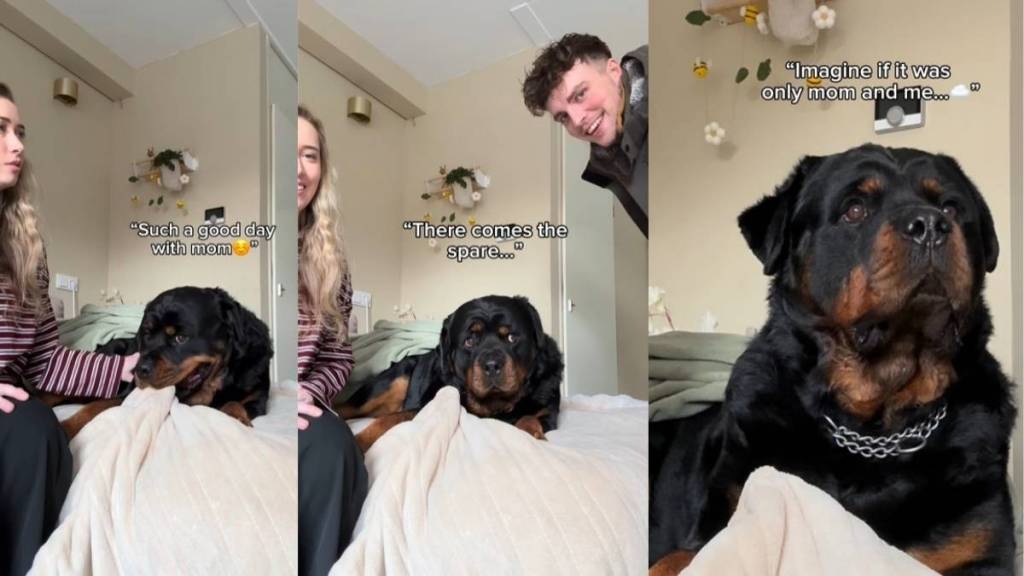 Video: Dog’s Face Changes After Dad Joins Him & Mom