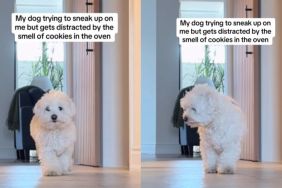 Video: Dog Tries To Sneak up on Owner but Gets Distracted