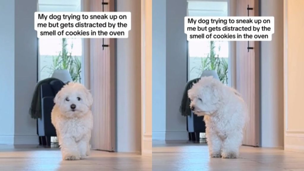 Video: Dog Tries To Sneak up on Owner but Gets Distracted