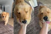 Video: Owner Shares Feeling of Waking up to Golden Retriever