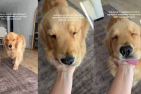 Video: Owner Shares Feeling of Waking up to Golden Retriever