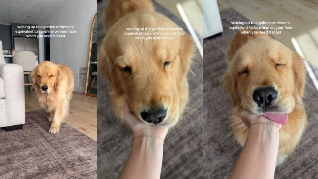 Video: Owner Shares Feeling of Waking up to Golden Retriever