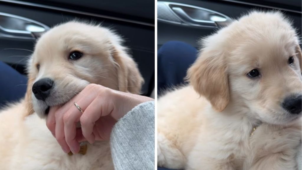 Video: Golden Retriever Puppy Focused on Chewing Despite Hiccups