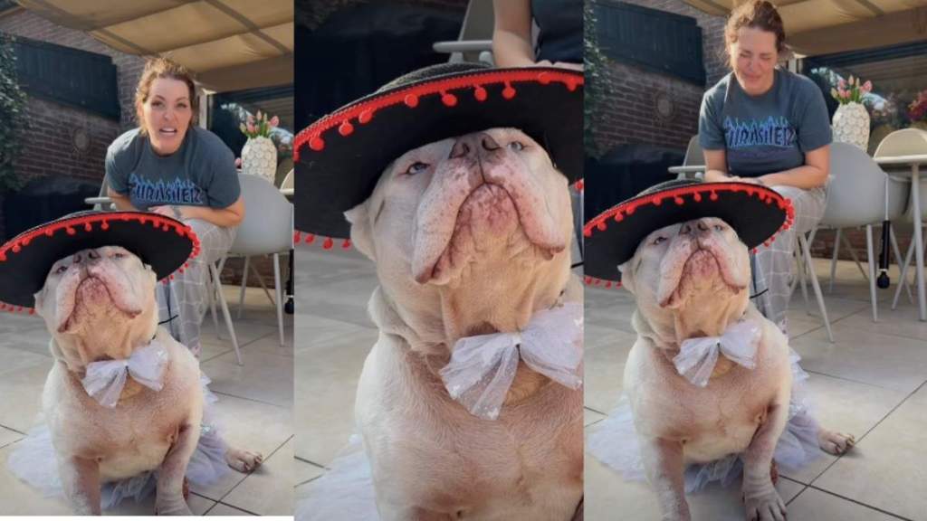 Video: Rescue Dog Goes Viral for His Adorable Mexican Outfit