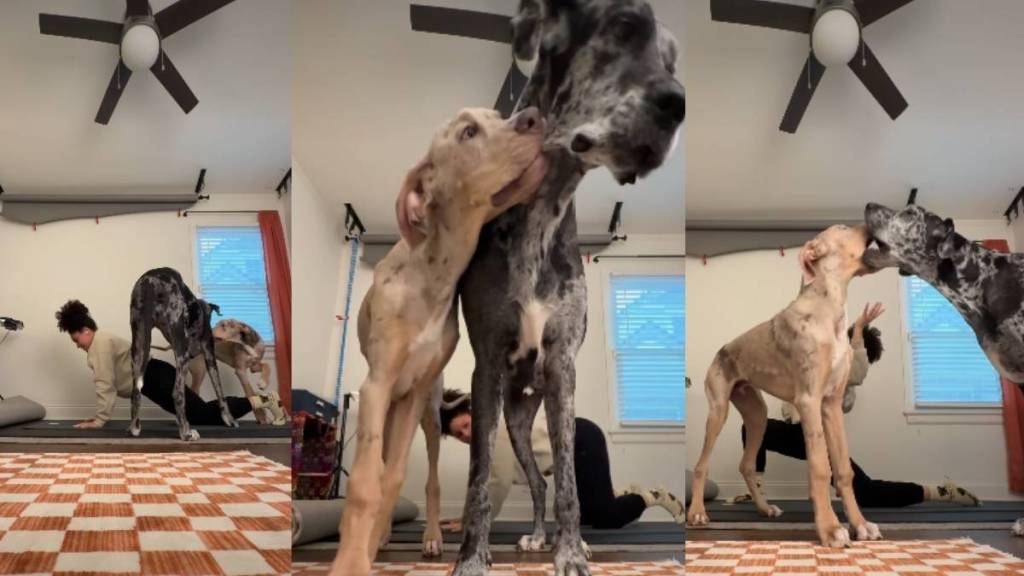 Video of Two Big Dogs Invading Owner's Yoga Session Will Make Your Day