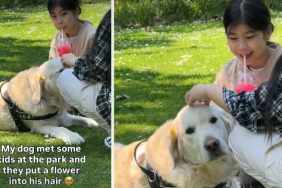 Video: Golden Retriever Getting Love From Strangers Pauses to Smile at Owner