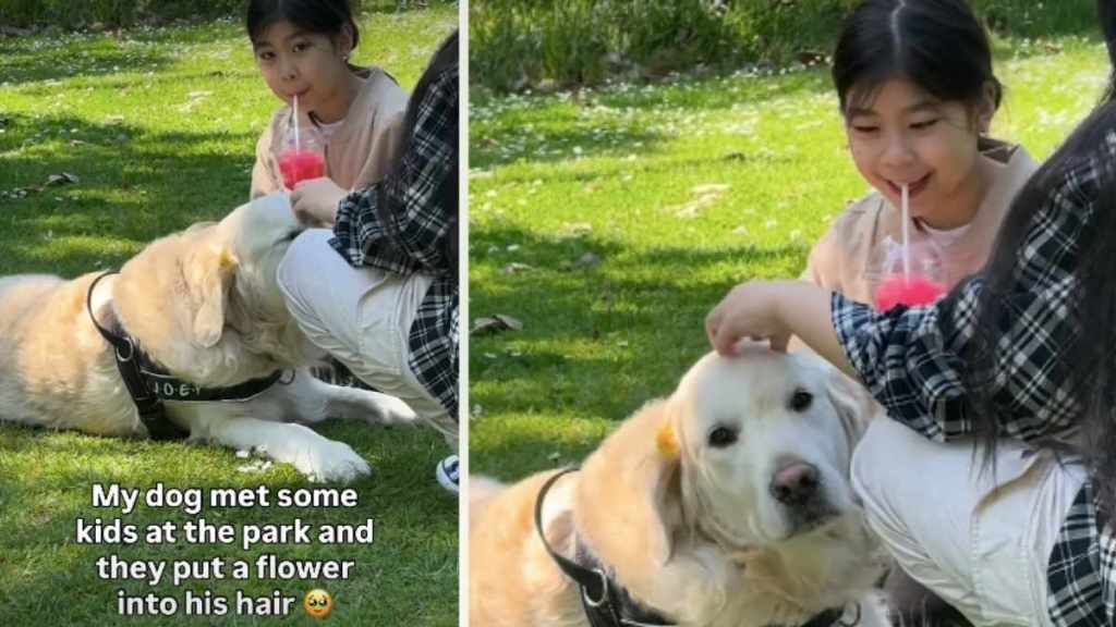 Video: Golden Retriever Getting Love From Strangers Pauses to Smile at Owner