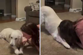 Rescue Dog Wipes Owner's Kisses in Heartwarming Video