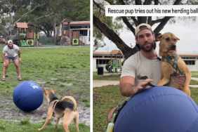 Rescue Dog's Efforts to Herd a Giant Ball End Unexpectedly