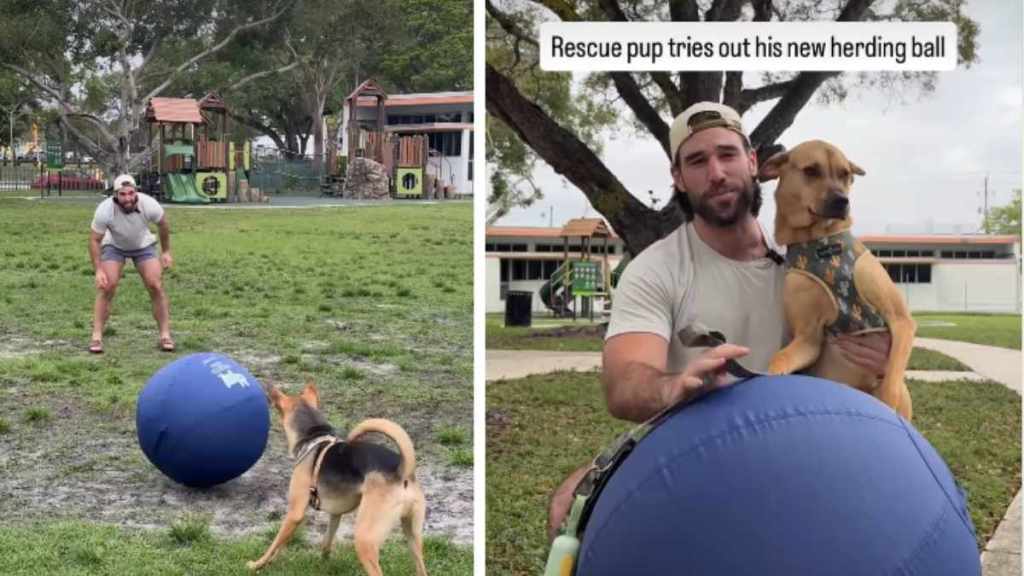 Rescue Dog's Efforts to Herd a Giant Ball End Unexpectedly