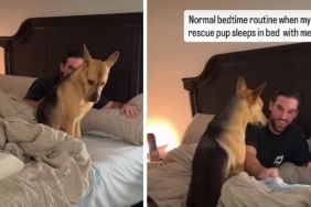 Rescue Pup Has 4 Favorite Sleeping Spots & Rotates Between Them