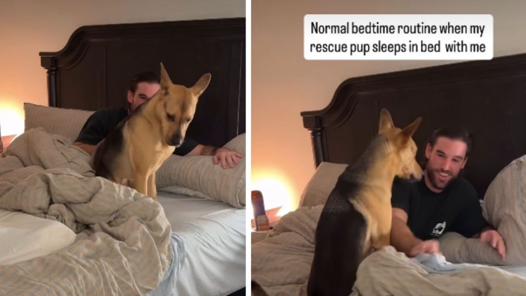 Rescue Pup Has 4 Favorite Sleeping Spots & Rotates Between Them