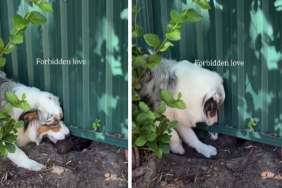 Dogs Start a 'Forbidden Love' at the Fence