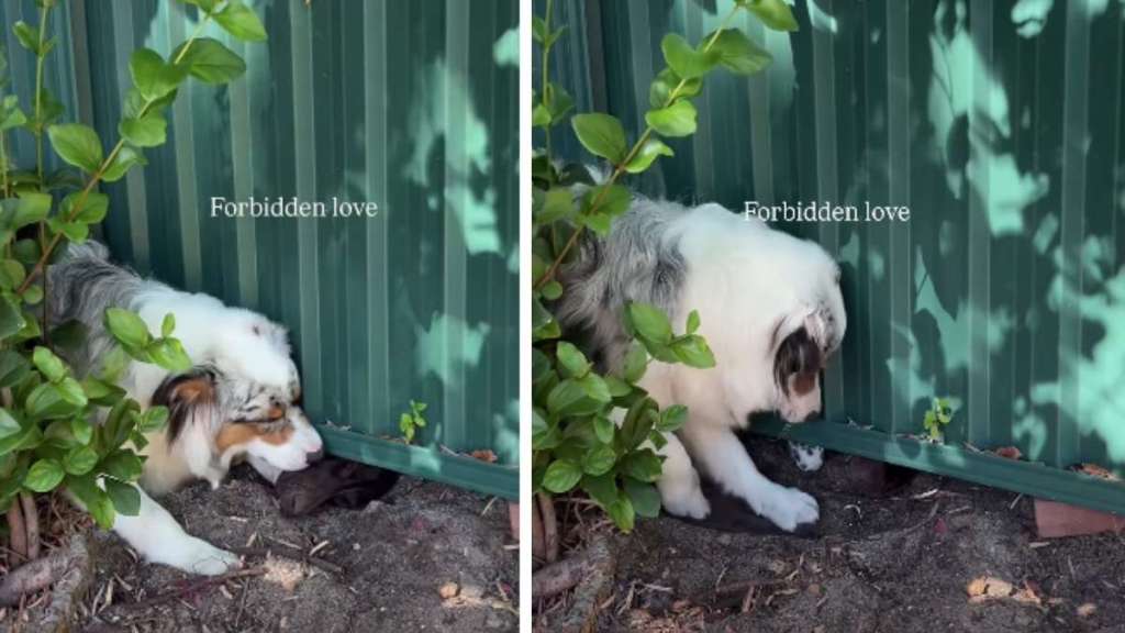 Dogs Start a 'Forbidden Love' at the Fence