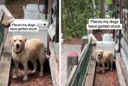 Dogs Get Stuck in the Most Unusual of Places