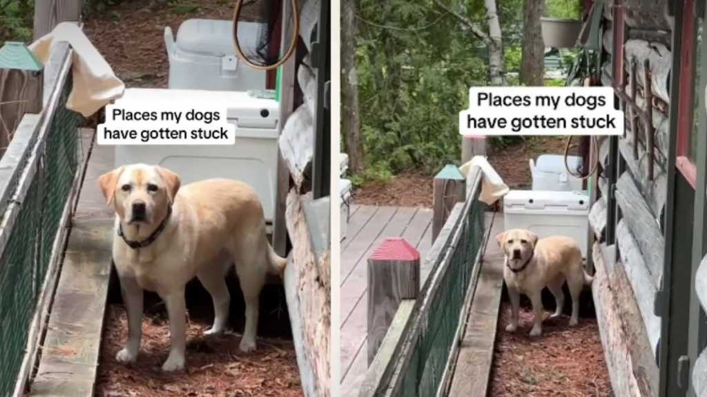 Dogs Get Stuck in the Most Unusual of Places