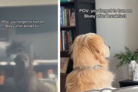Golden Retriever Stares at Blank TV After Morning Routine Goes Wrong