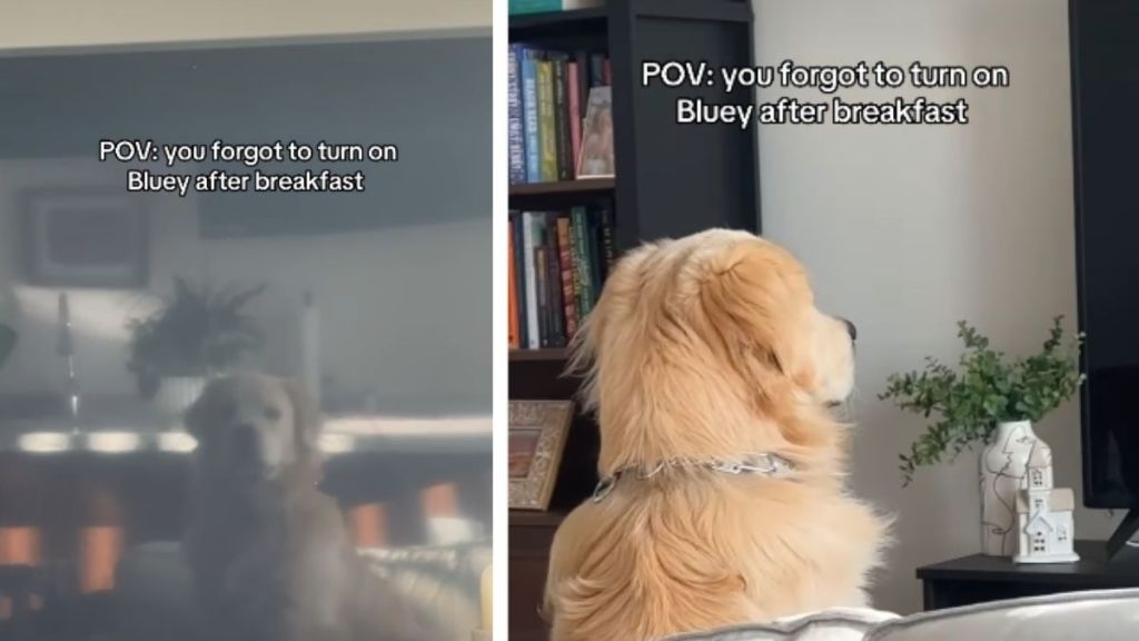Golden Retriever Stares at Blank TV After Morning Routine Goes Wrong