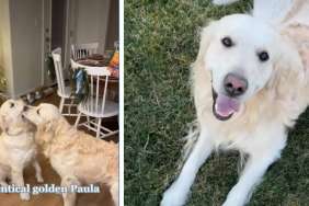 These Golden Retrievers' Wedding Preparations Are Extensive