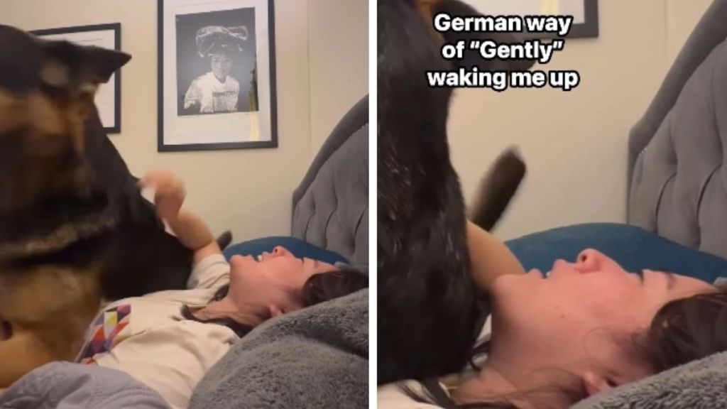 Dog Has a Quirky Way of Waking up Mom & It Will Completely Surprise You
