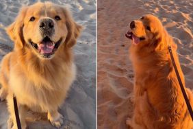Golden Retriever Is the Definition of Sweet on Golden Hour Beach Walk