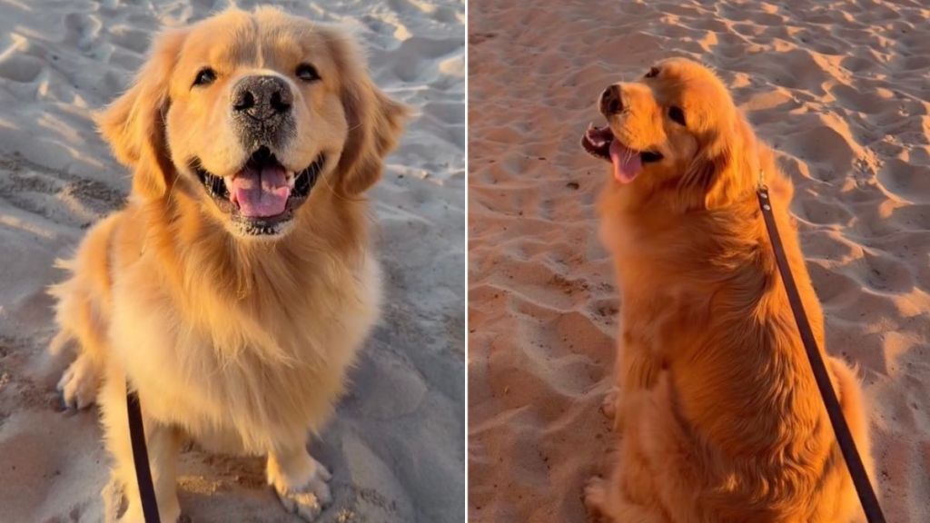 Golden Retriever Is the Definition of Sweet on Golden Hour Beach Walk
