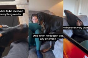Dog Has To Be Involved in Everything — Even When He’s Not Needed