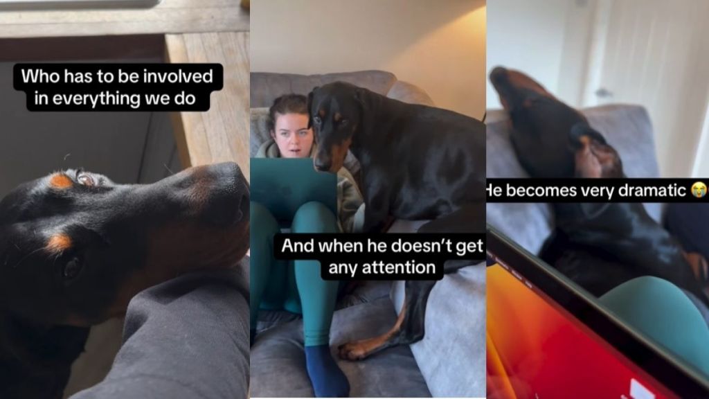 Dog Has To Be Involved in Everything — Even When He’s Not Needed