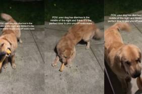 Golden Retriever Turns an Upset Stomach Into Chaos With This Bat