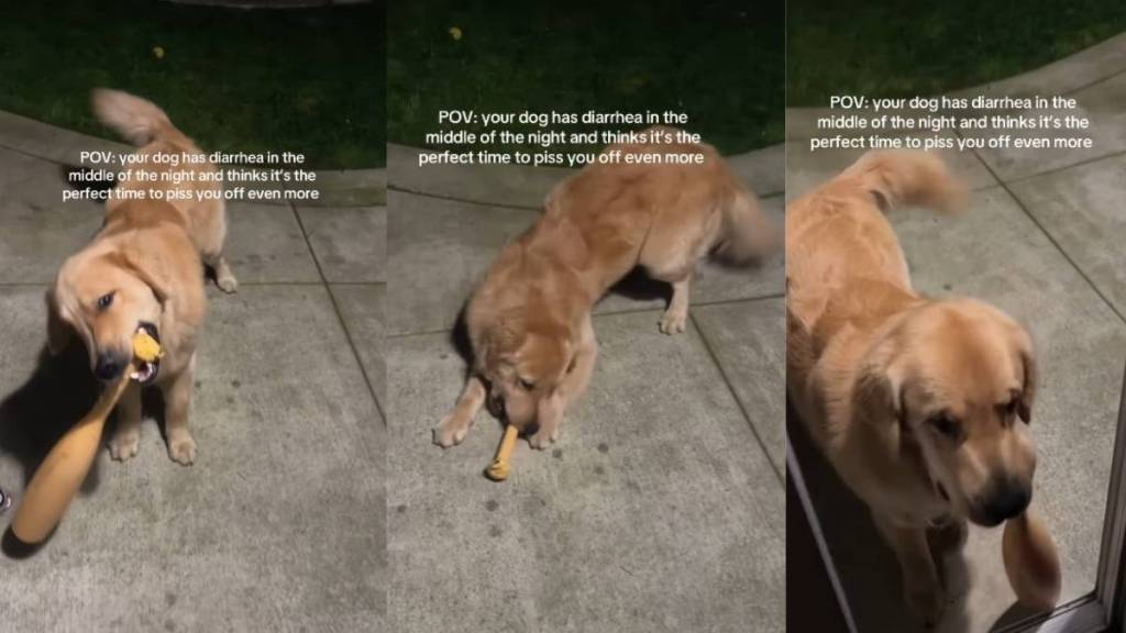 Golden Retriever Turns an Upset Stomach Into Chaos With This Bat