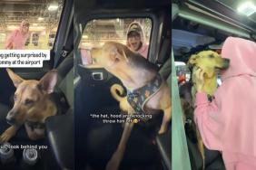 Video: Rescue Dog Gets Spooked by Mom, Then Has the Sweetest Reaction